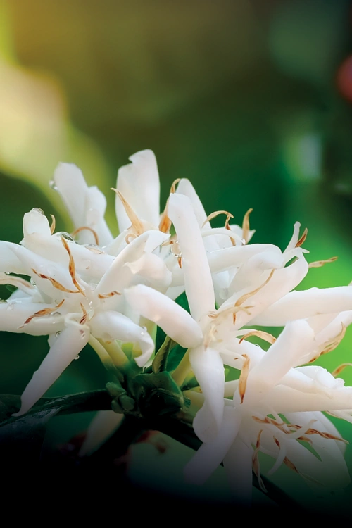 Coffea Plant Flowers