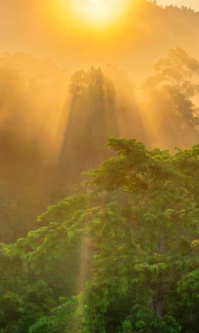 Sunshine on a forest