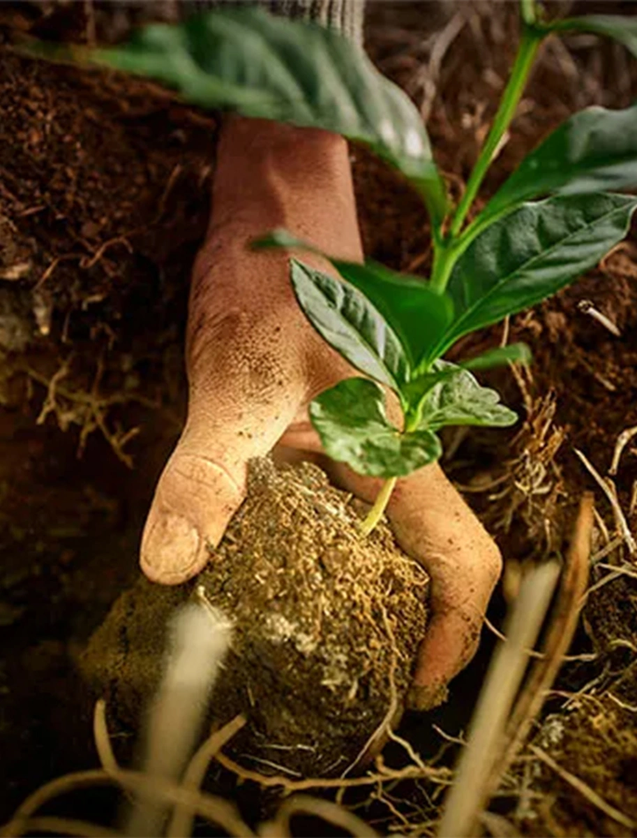 Rainforest alliance products