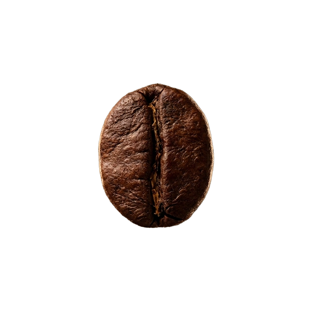 Dark-roasted Robusta coffee bean on a white background.